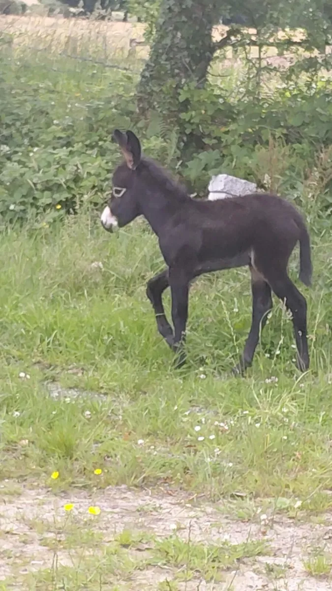 Donkey Foal For Sale - Image 1