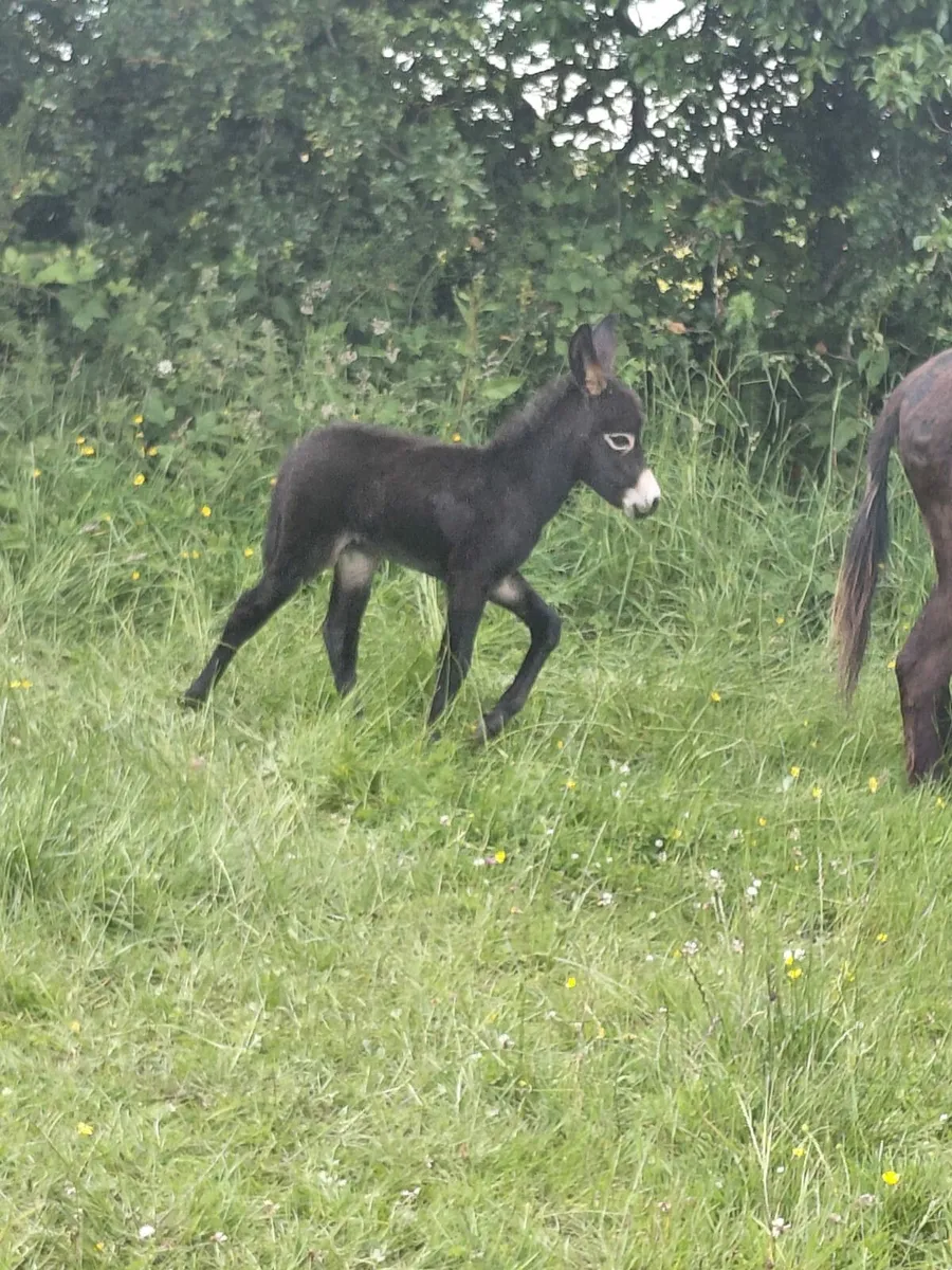 Donkey Foal For Sale - Image 3