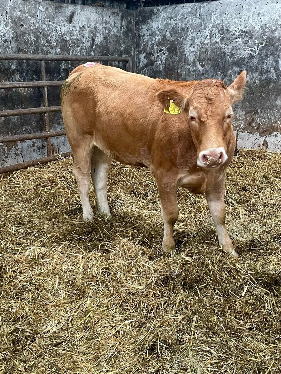 Organic heifer - Image 1