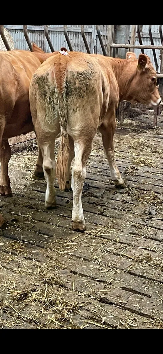 Organic heifer - Image 3