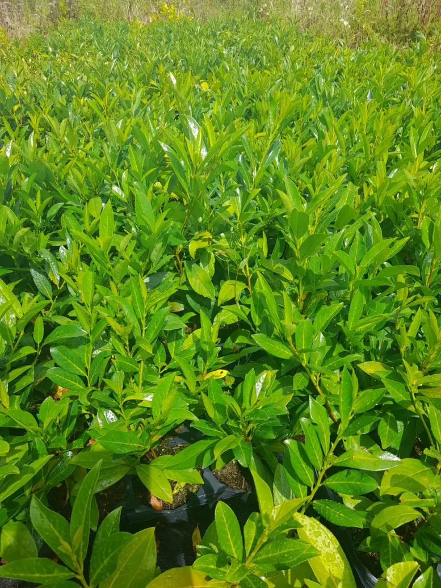 Laurel and Red Robin Hedging - Image 1