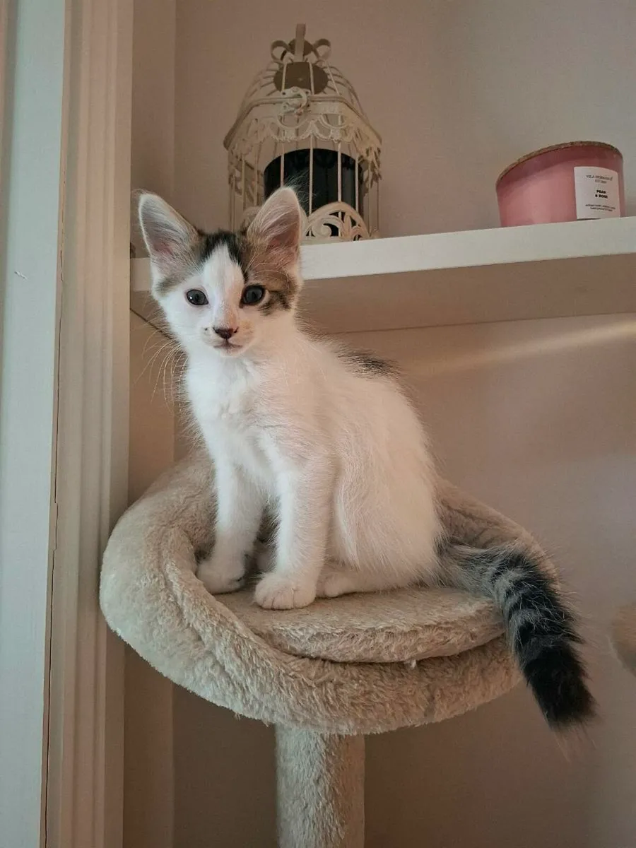 Kittens - ONLY 2 LEFT - Image 1
