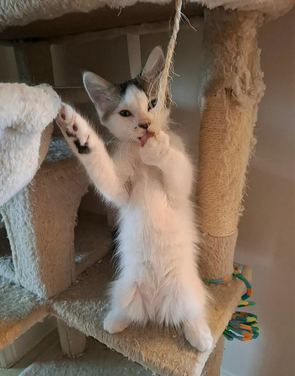 Kittens - ONLY 2 LEFT - Image 2