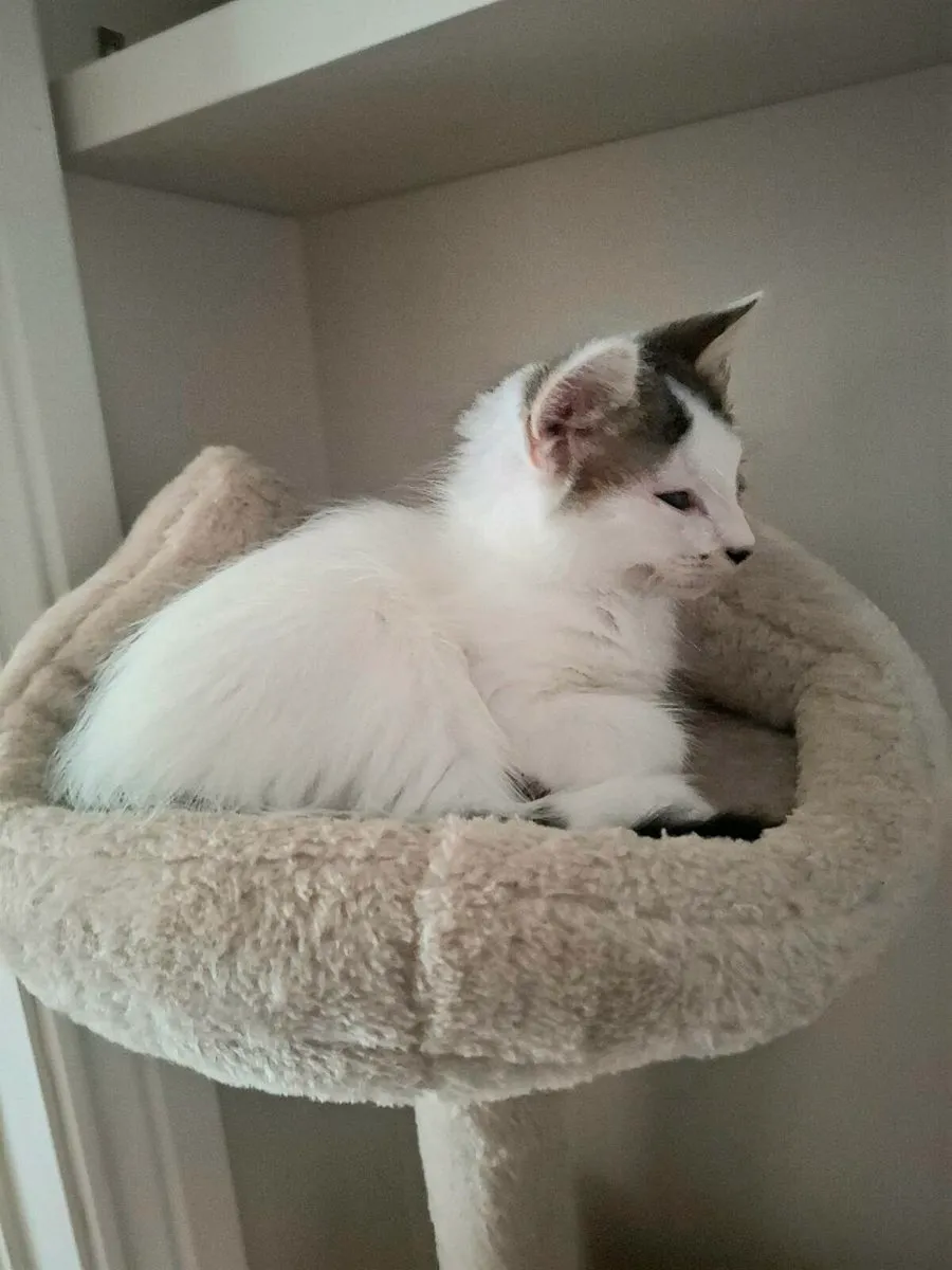Kittens - ONLY 2 LEFT - Image 3