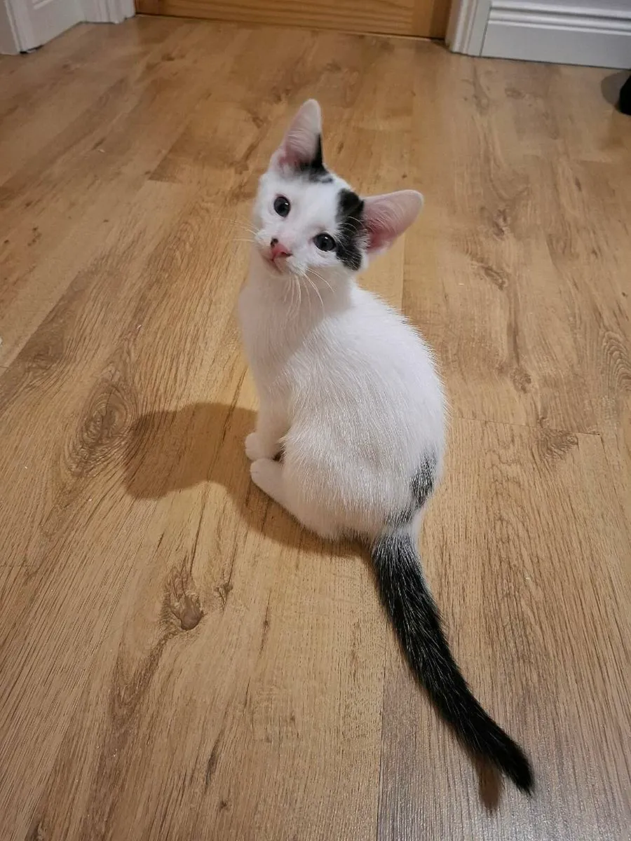 Kittens - ONLY 2 LEFT - Image 4