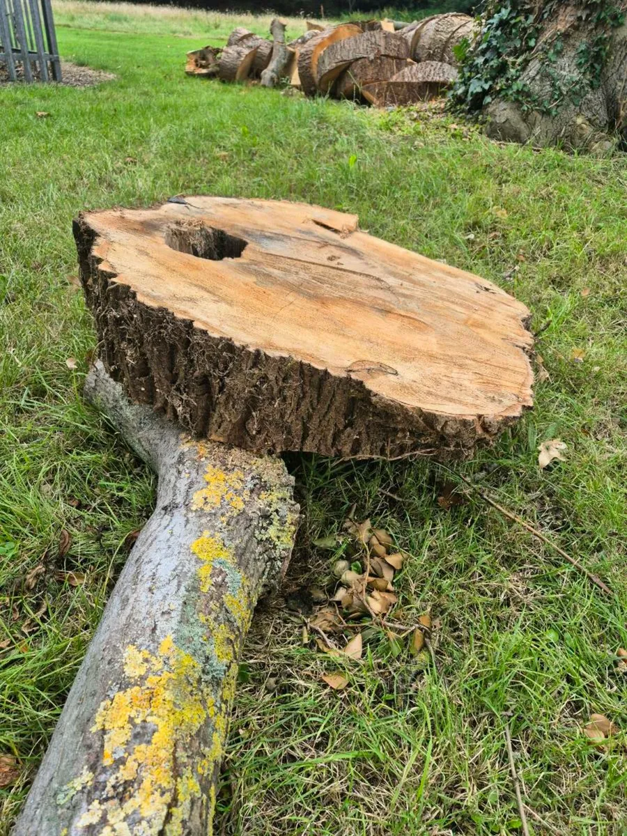 Oak wood for table top - Image 2