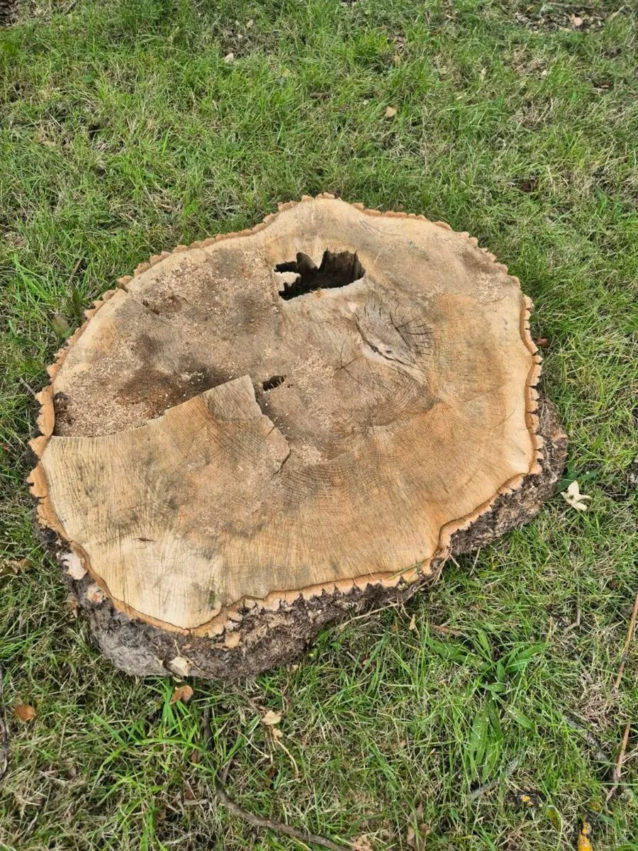 Oak wood for table top - Image 3