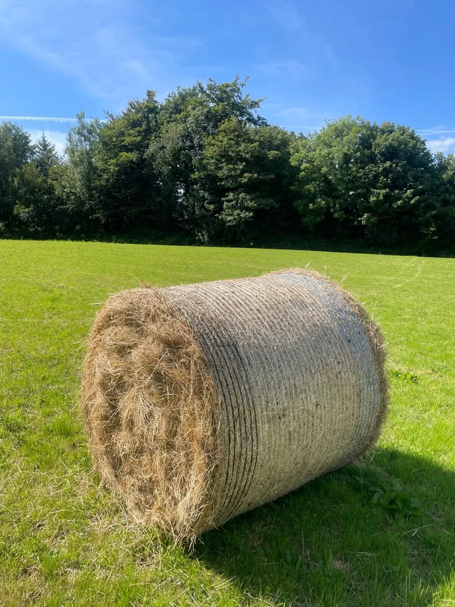 Bales of Hay - Image 3