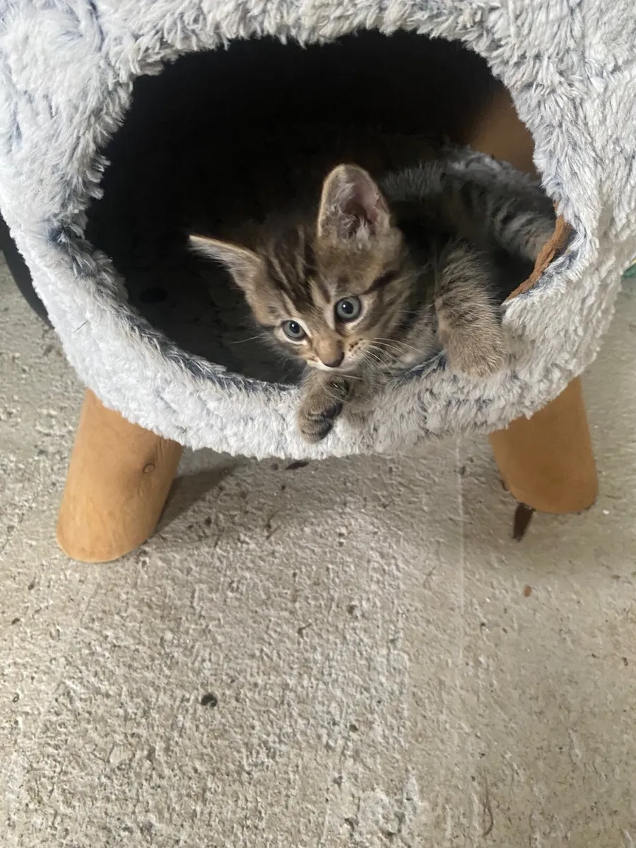 Cats - Image 1