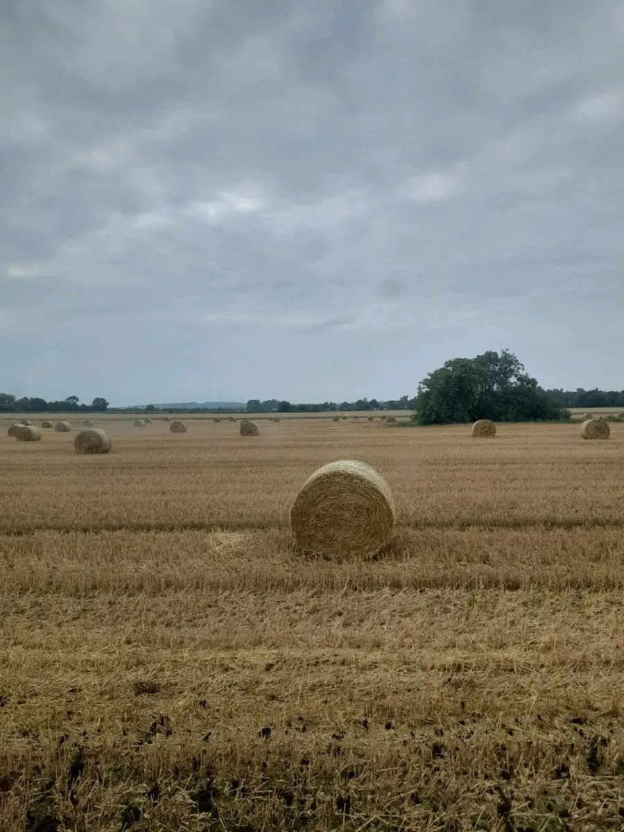 Straw - Image 2