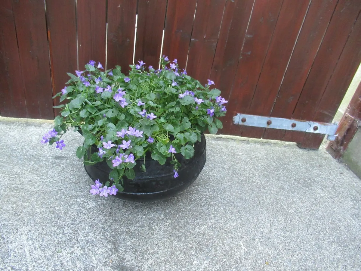garden pot Black Cauldron iron antique vintage - Image 3