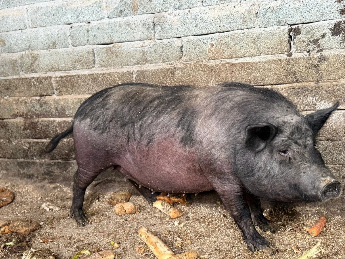 Sow in-pig for sale - Image 1