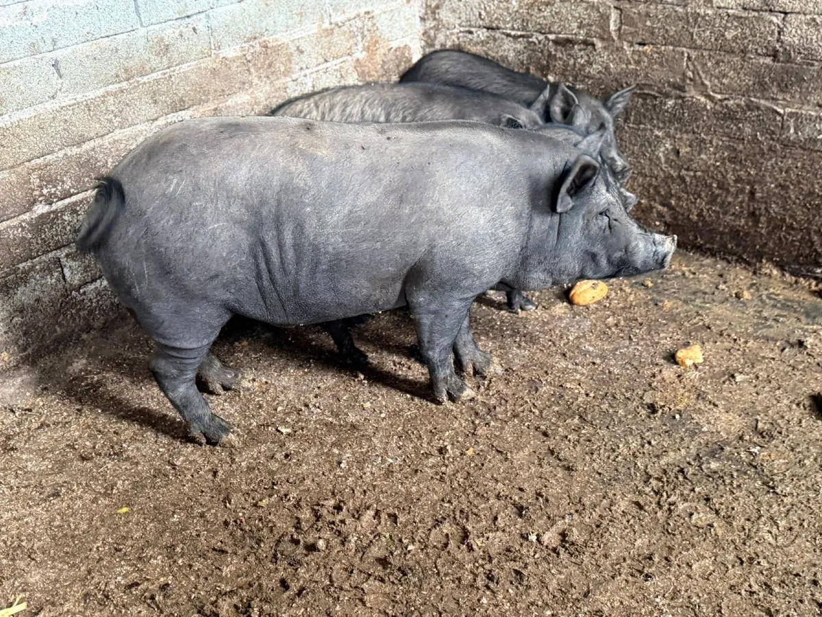 Sow in-pig for sale - Image 2