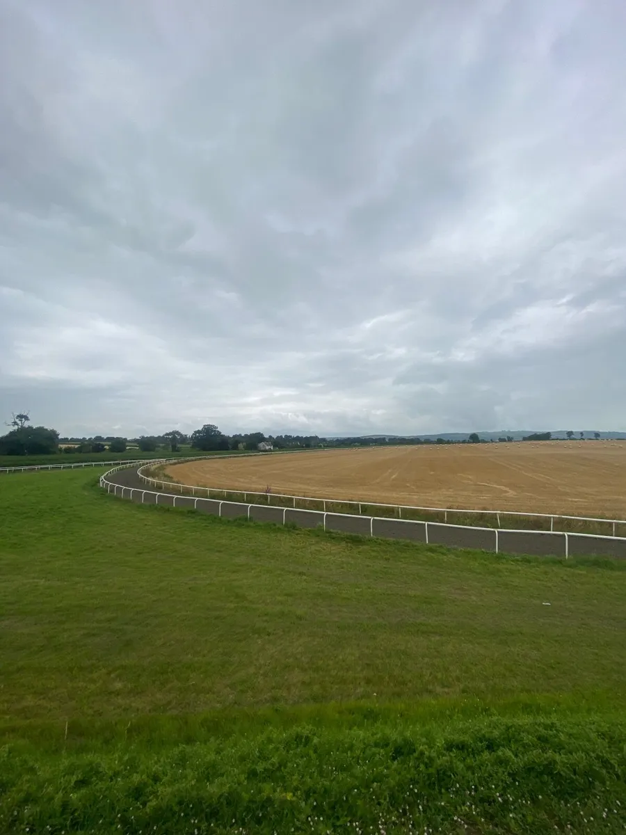 Equine breaking and pre training read add for more - Image 3