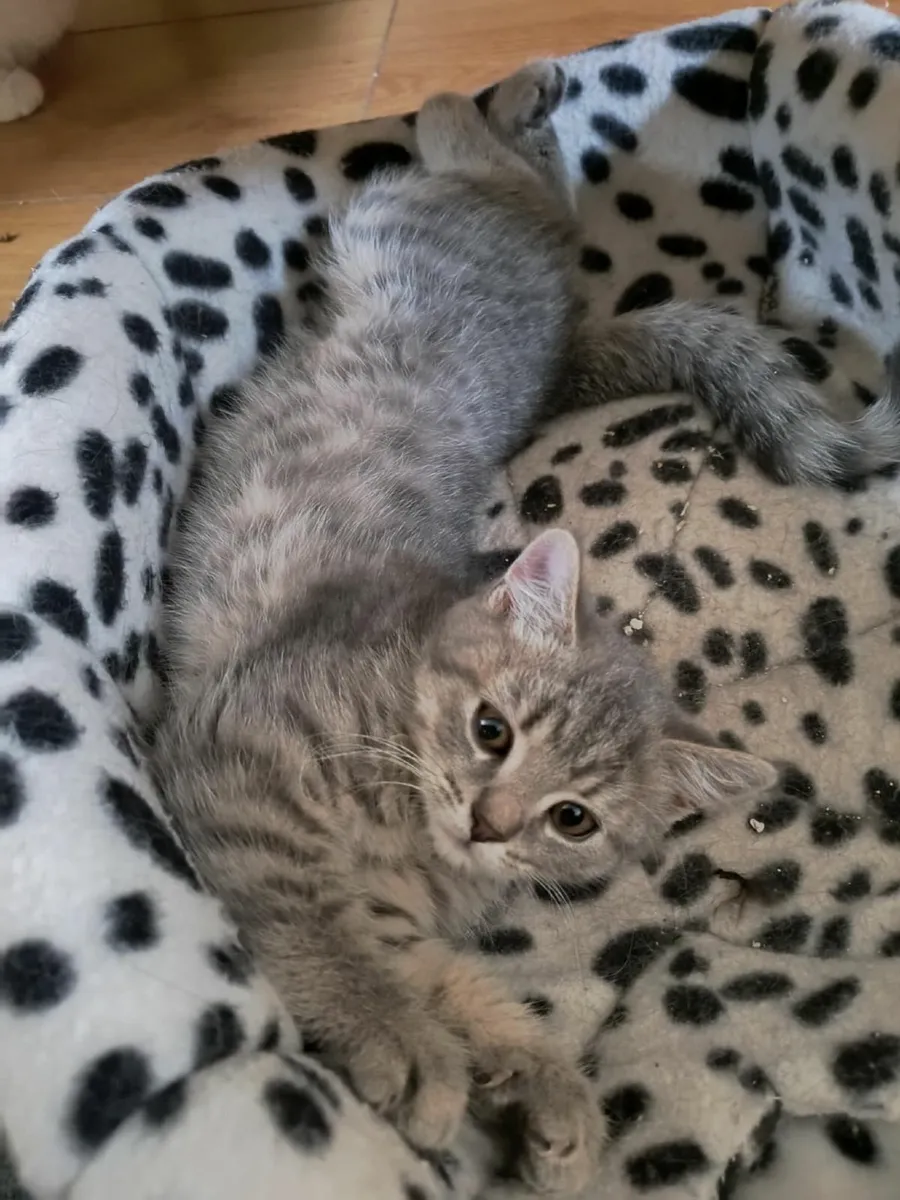 Russian Blue kittens-Persian . LAST BOY AVAILABLE - Image 2