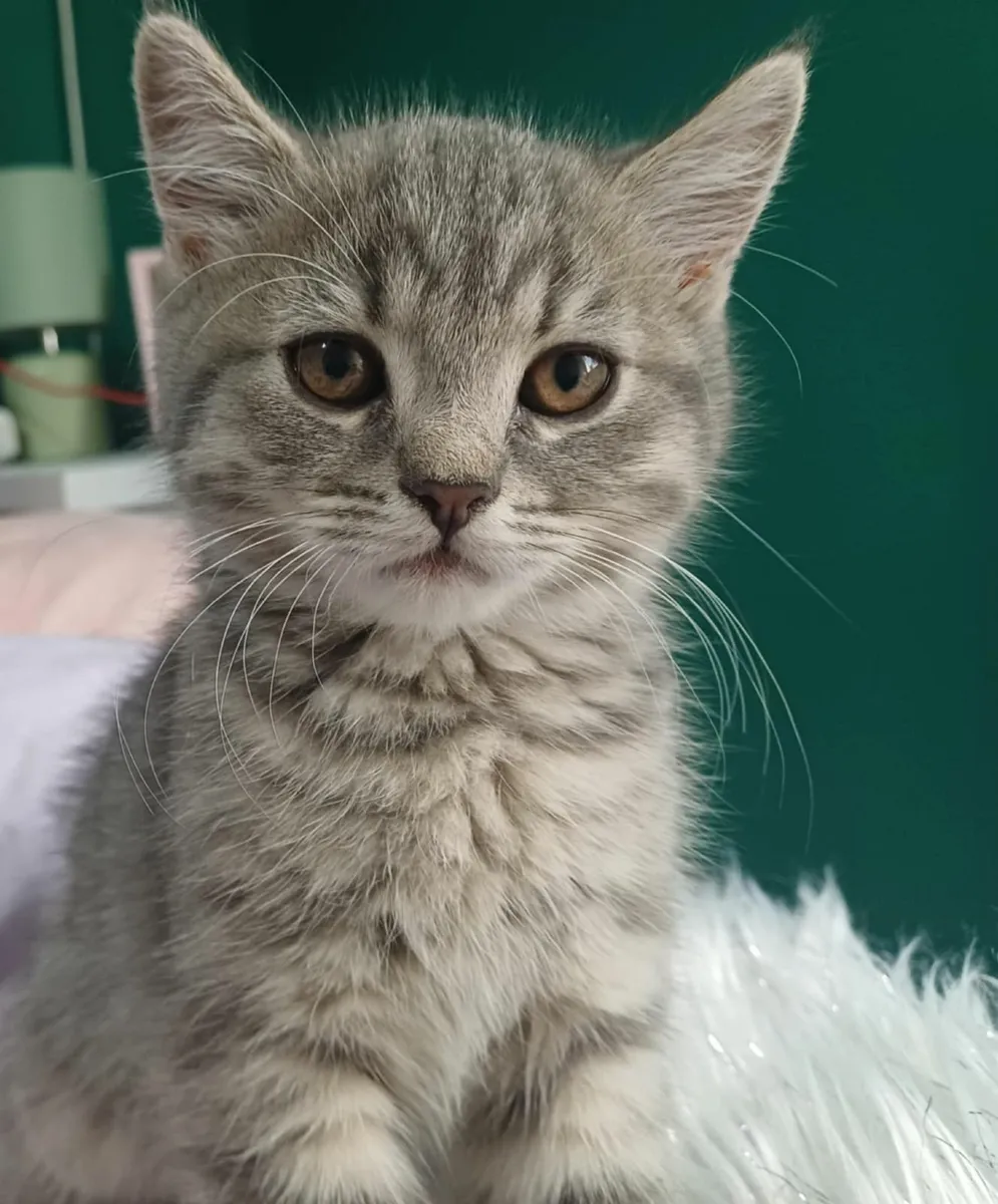 Russian Blue kittens-Persian . LAST BOY AVAILABLE - Image 3
