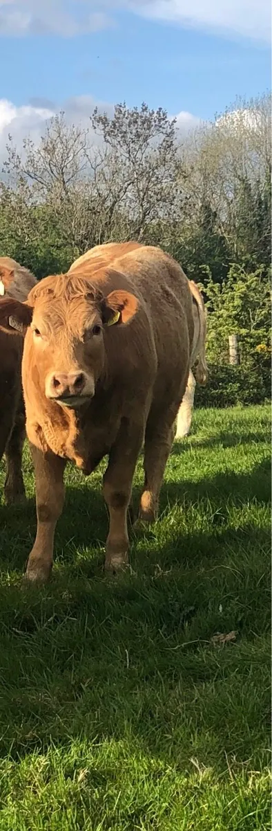 Heifers - Image 1