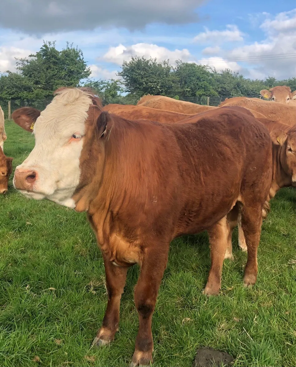 Heifers - Image 2