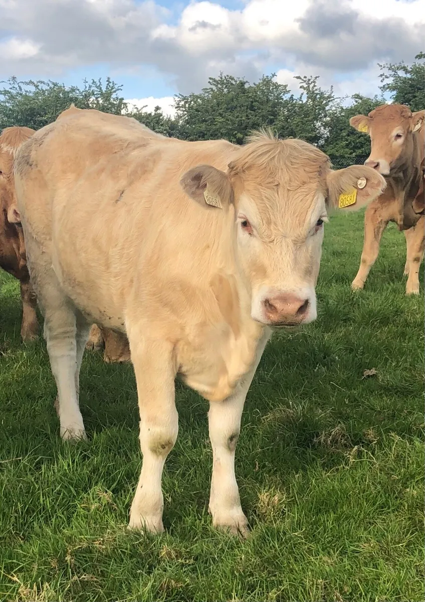 Heifers - Image 3
