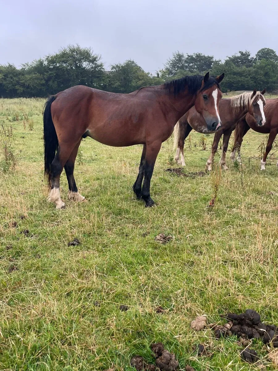 Cob ponies - Image 1