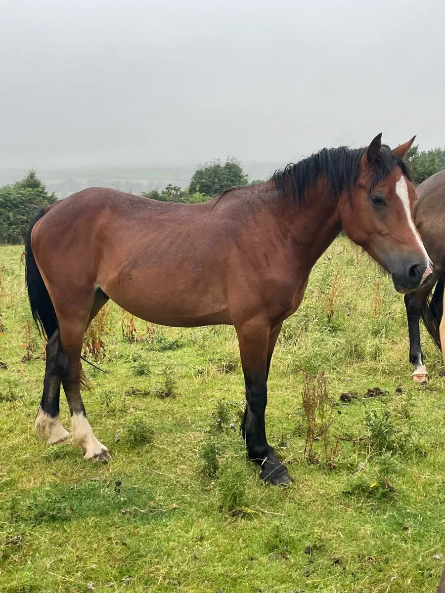 Cob ponies - Image 2