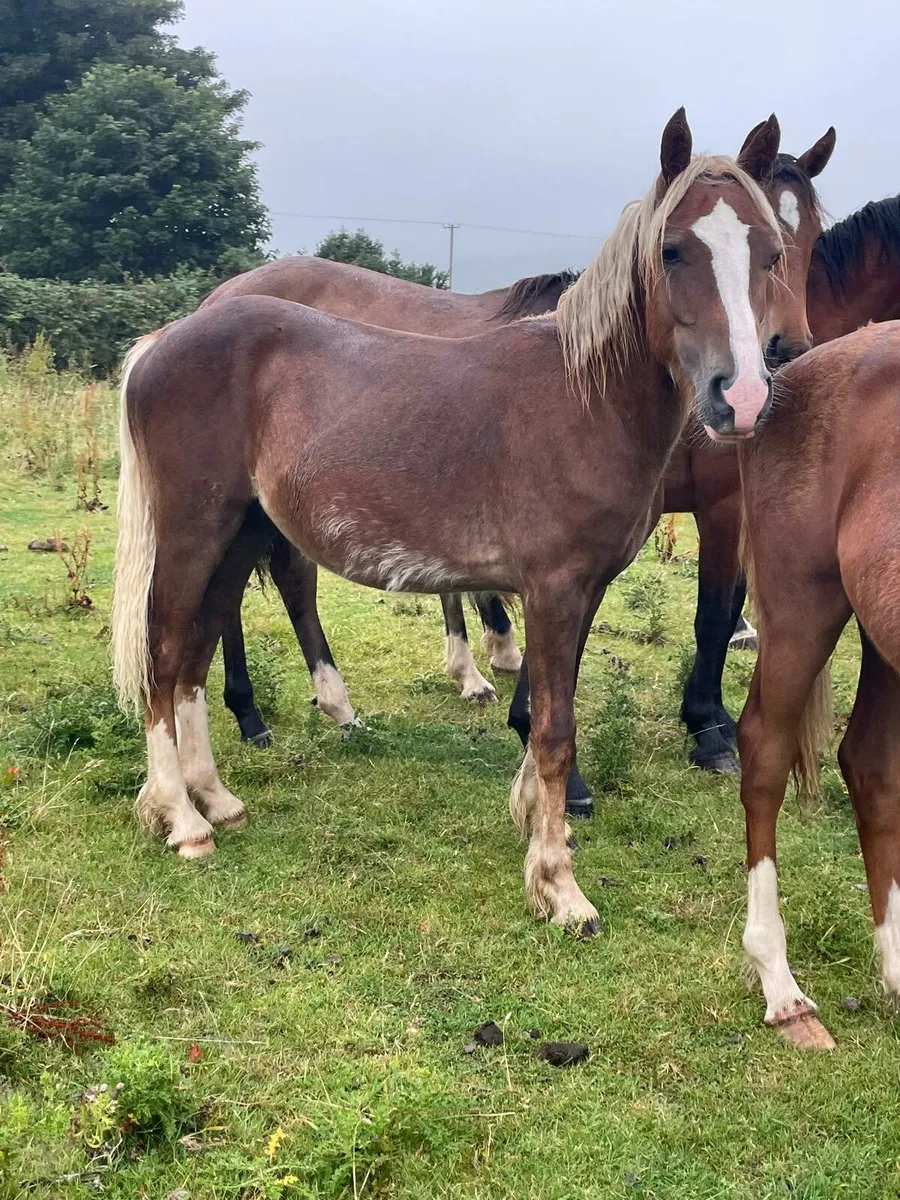 Cob ponies - Image 3