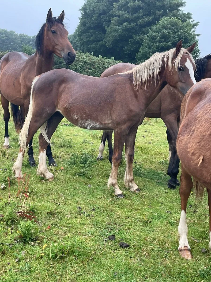 Cob ponies - Image 4