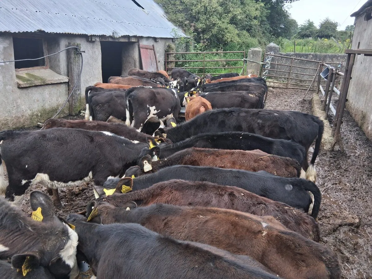 40 reared heifer calves - Image 1