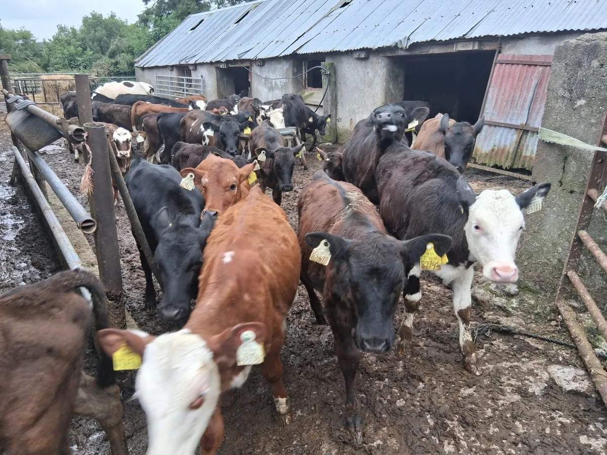 40 reared heifer calves - Image 2