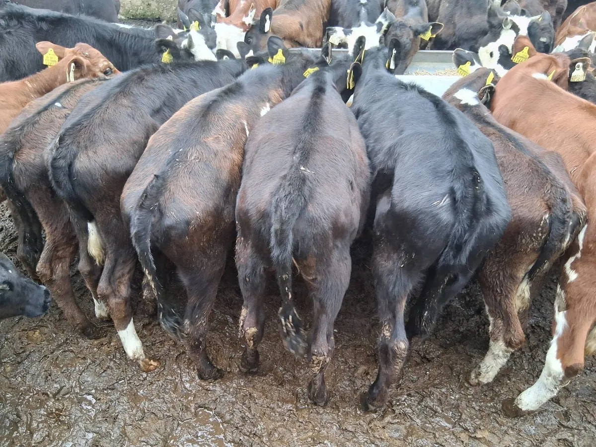 40 reared heifer calves - Image 3