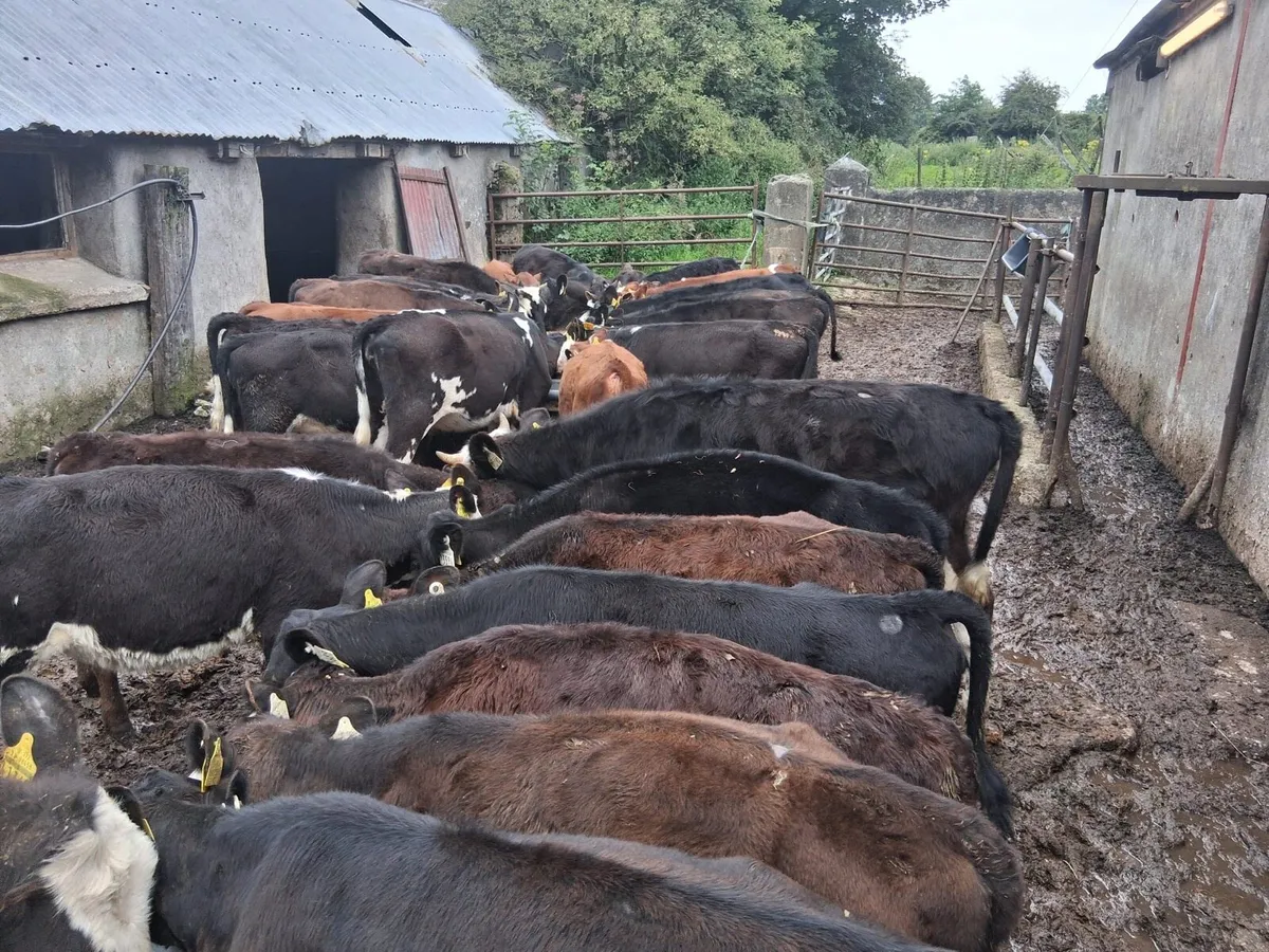 40 reared heifer calves - Image 4