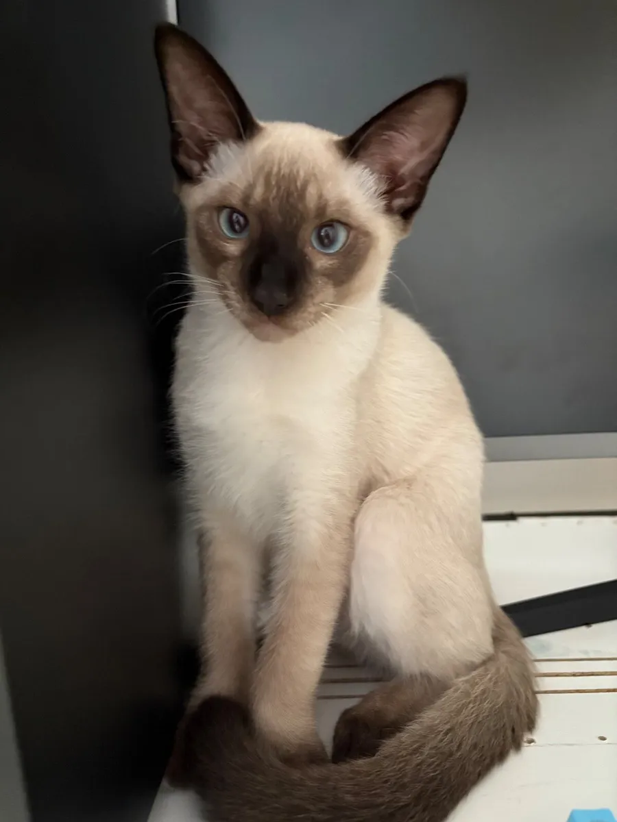 Kittens