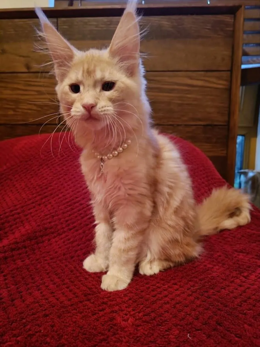 Maine Coon Girl Danaya for sale registration WCF - Image 1