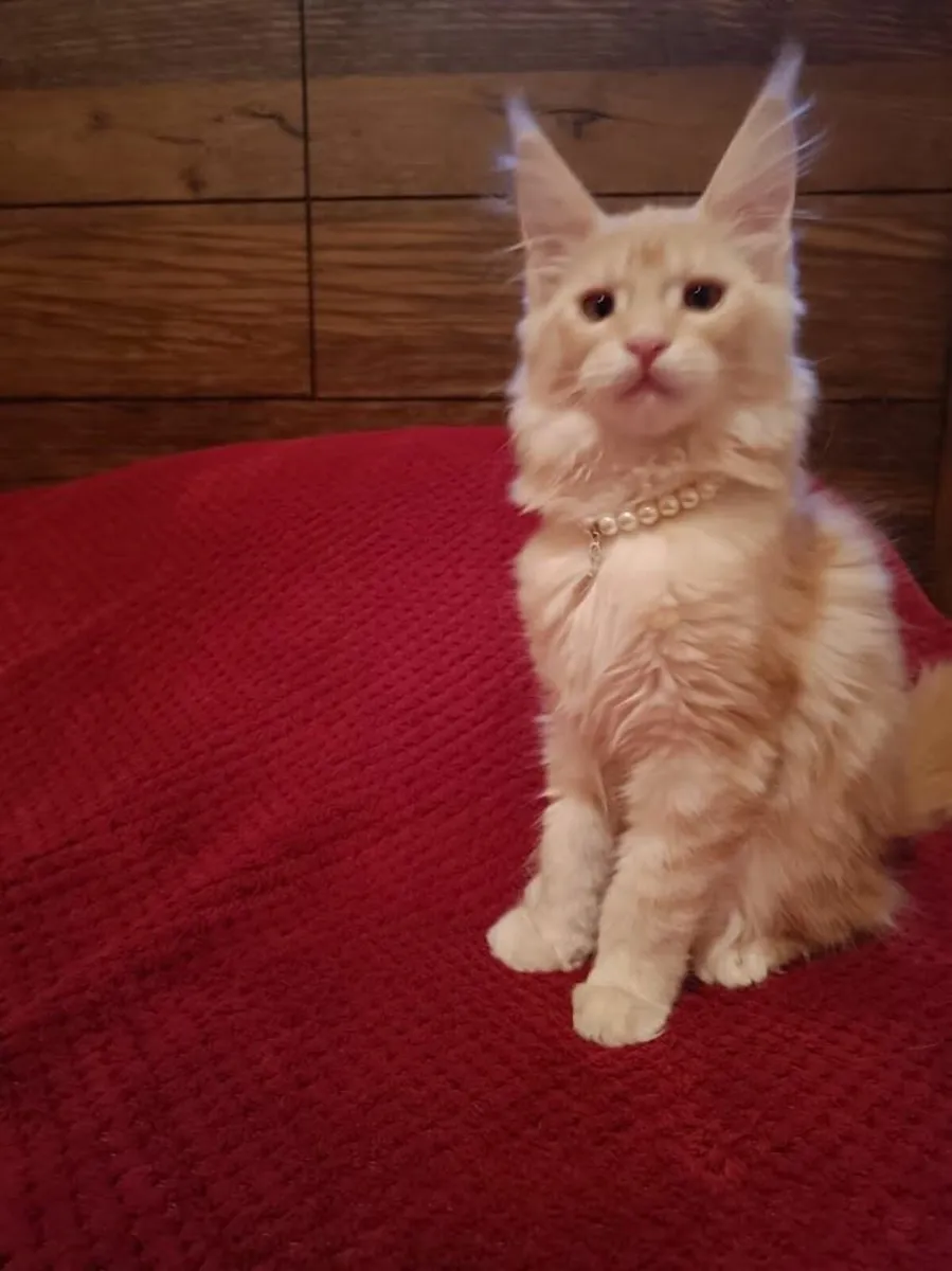 Maine Coon Girl Danaya for sale registration WCF - Image 3