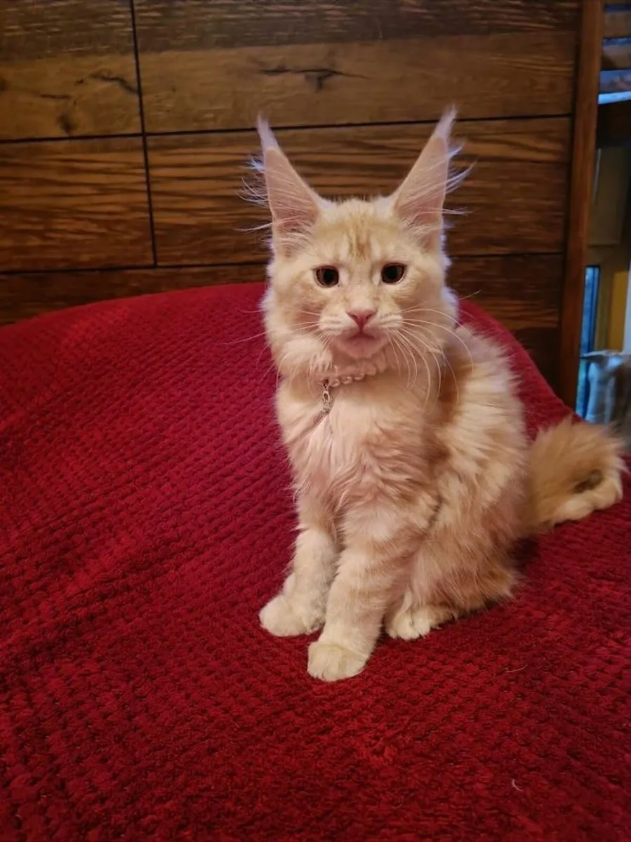 Maine Coon Girl Danaya for sale registration WCF - Image 4