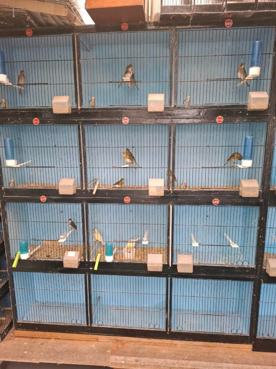 Cage's - Image 4