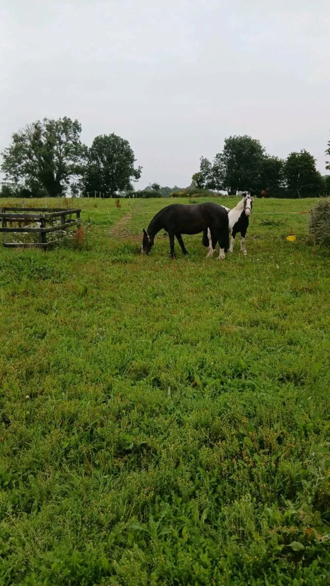 Super light weight show cob - Image 1