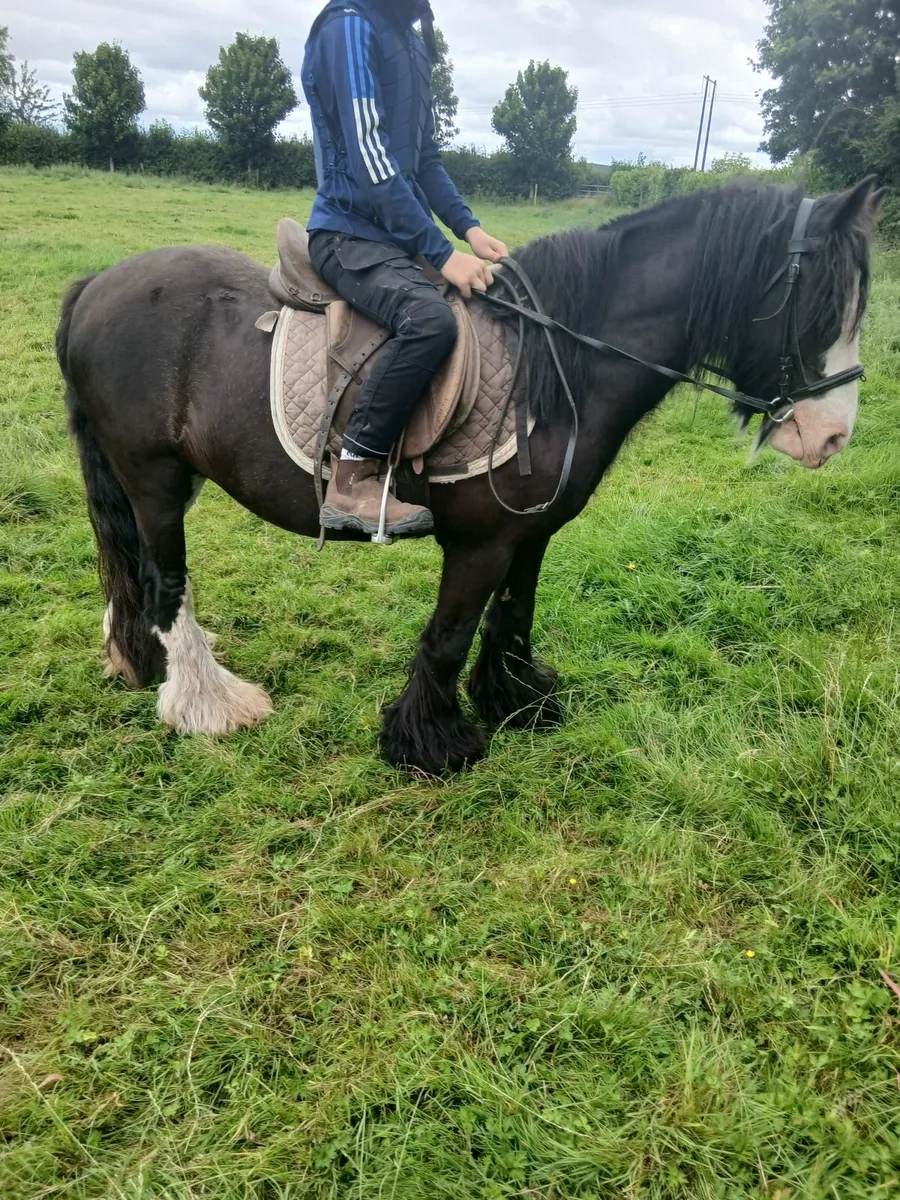 Children's Pony - Image 4