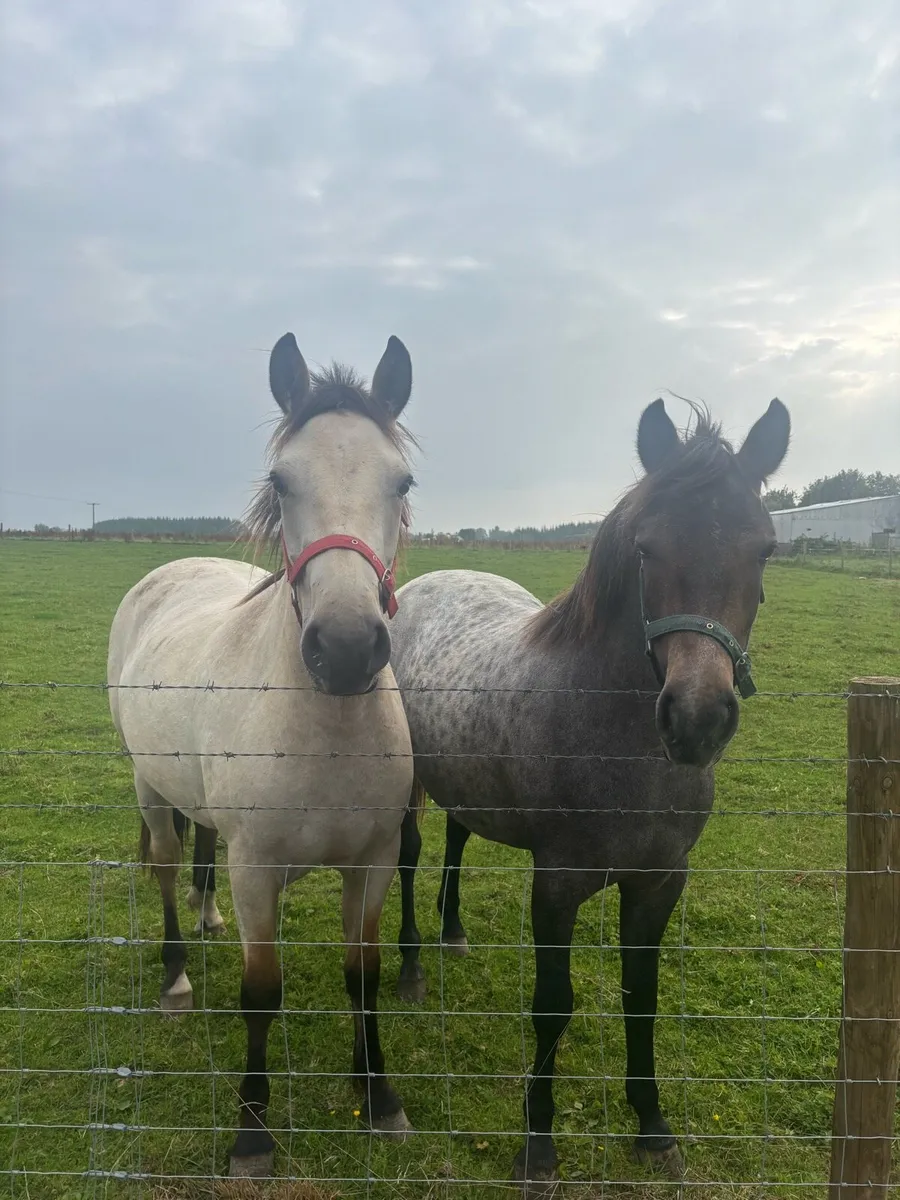 2 Connemara Ponies - Image 1