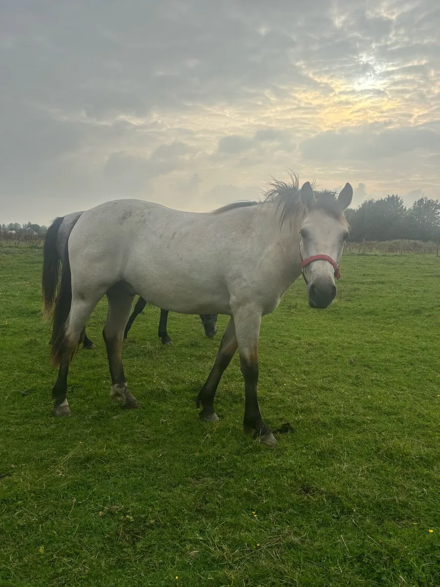 2 Connemara Ponies - Image 2