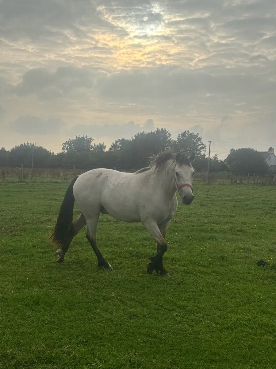 2 Connemara Ponies - Image 3