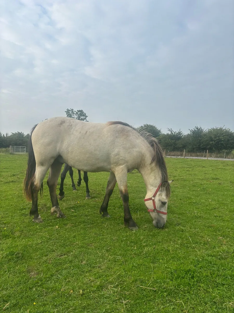 2 Connemara Ponies - Image 4