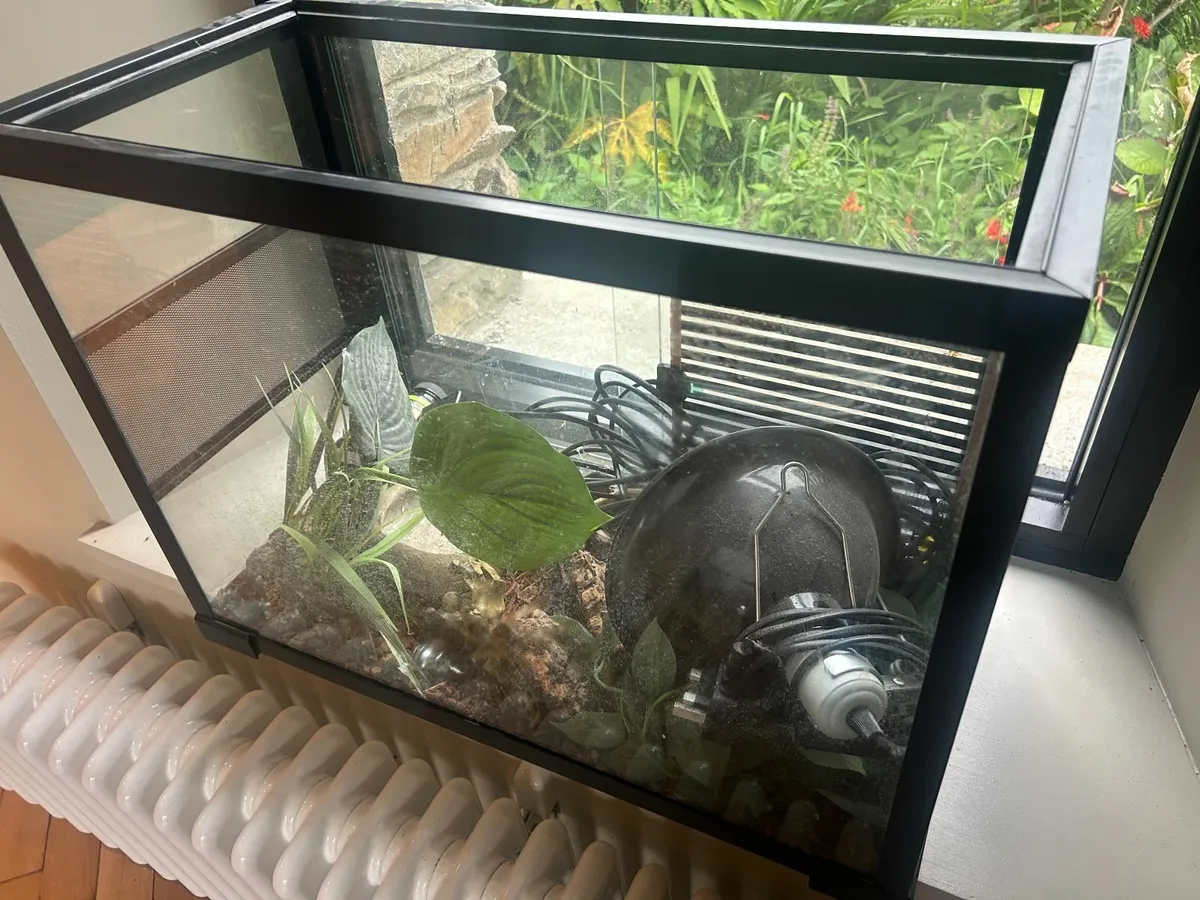 Reptile Tank - Medium Size - All Gear Incl - Image 1