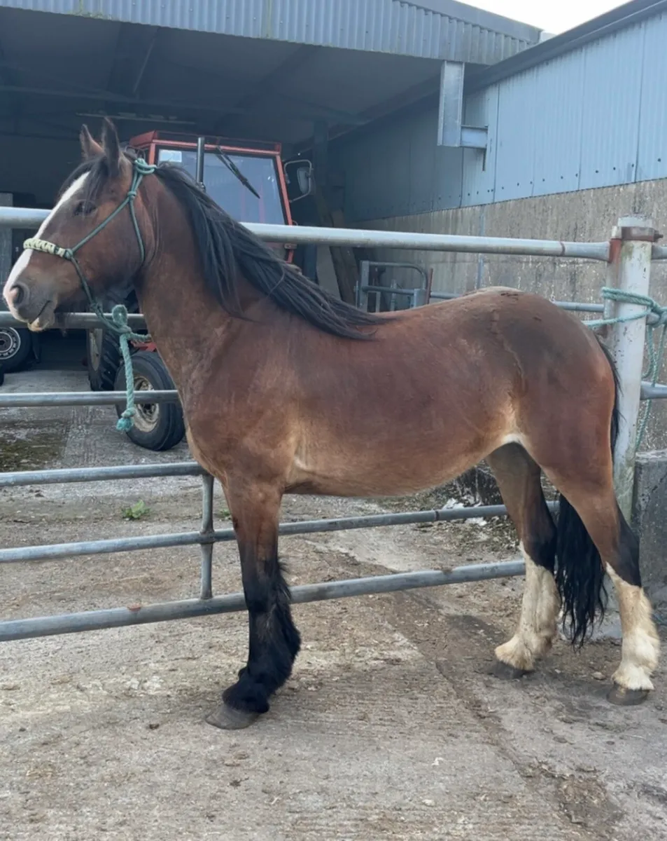 4 year old mare - Image 2
