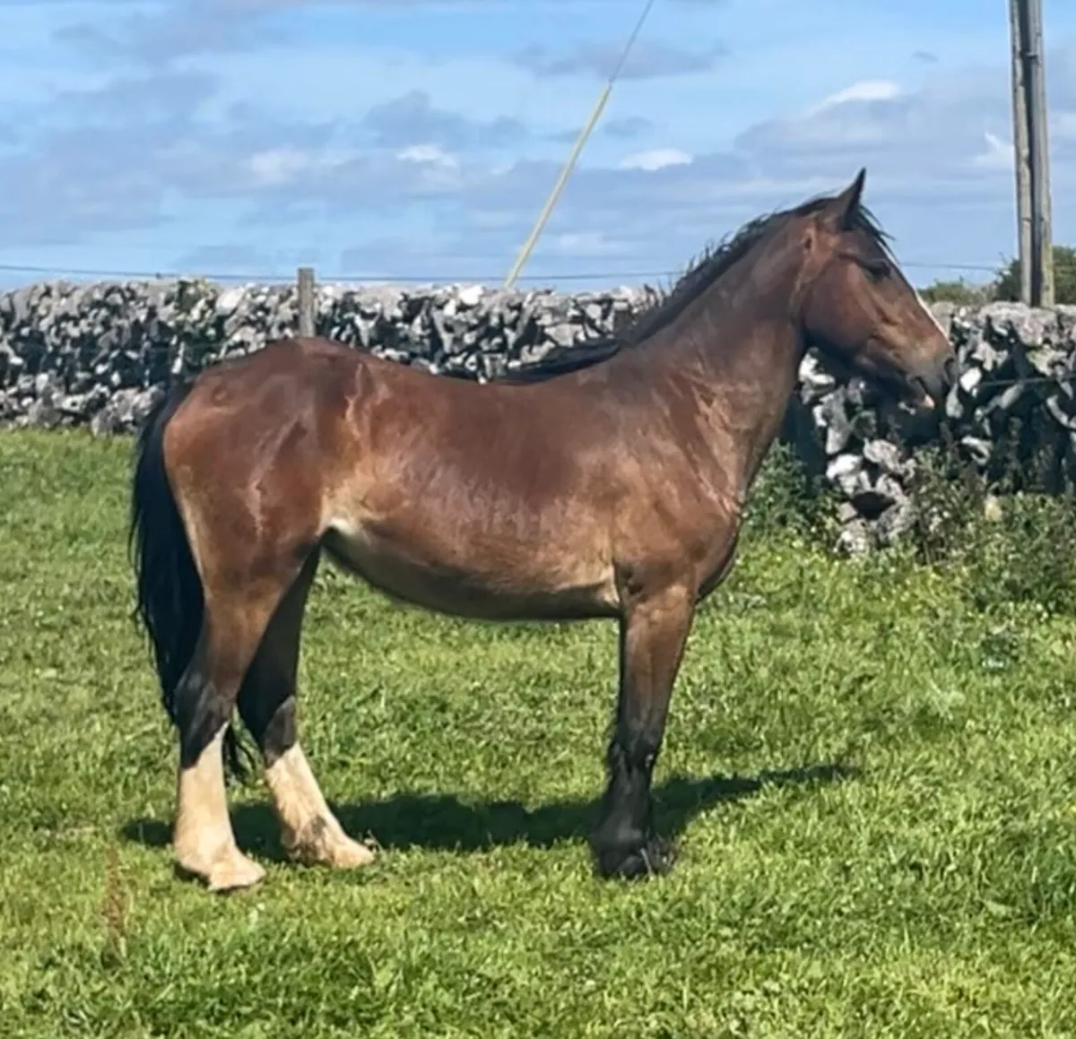 4 year old mare - Image 1