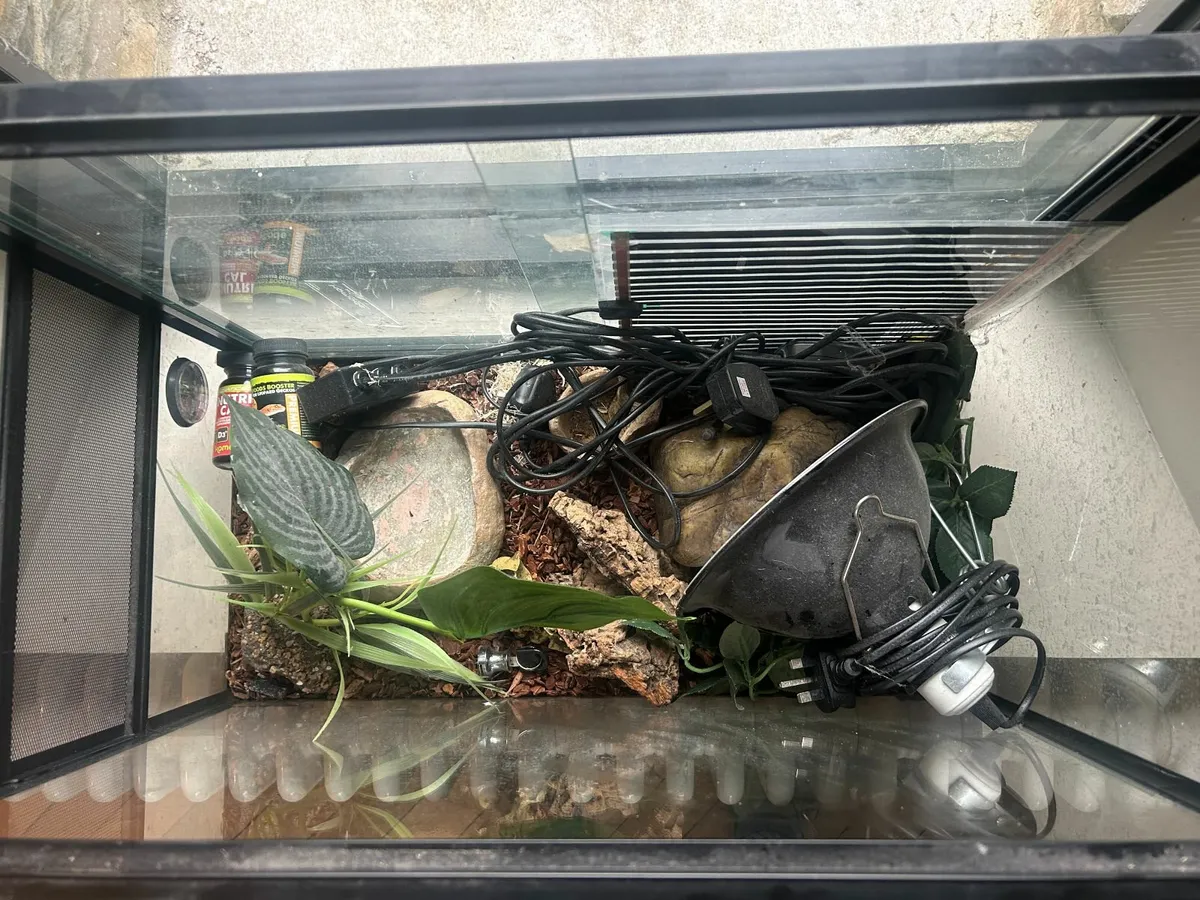 Reptile Tank - Medium Size - All Gear Incl - Image 3