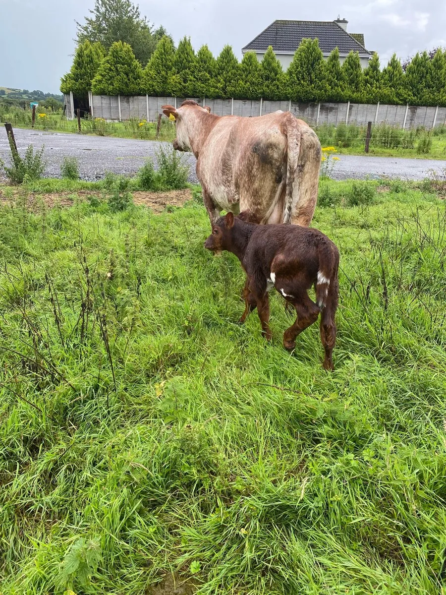 🌟🌟ROAN SECOND CALVER 🌟🌟 - Image 1
