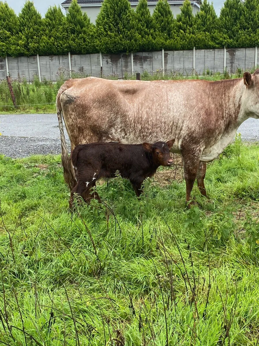 🌟🌟ROAN SECOND CALVER 🌟🌟 - Image 2