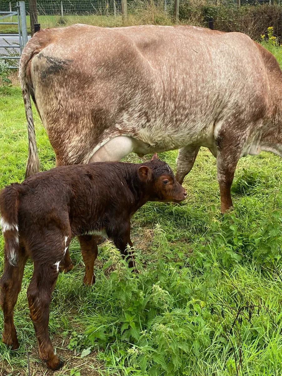 🌟🌟ROAN SECOND CALVER 🌟🌟 - Image 3