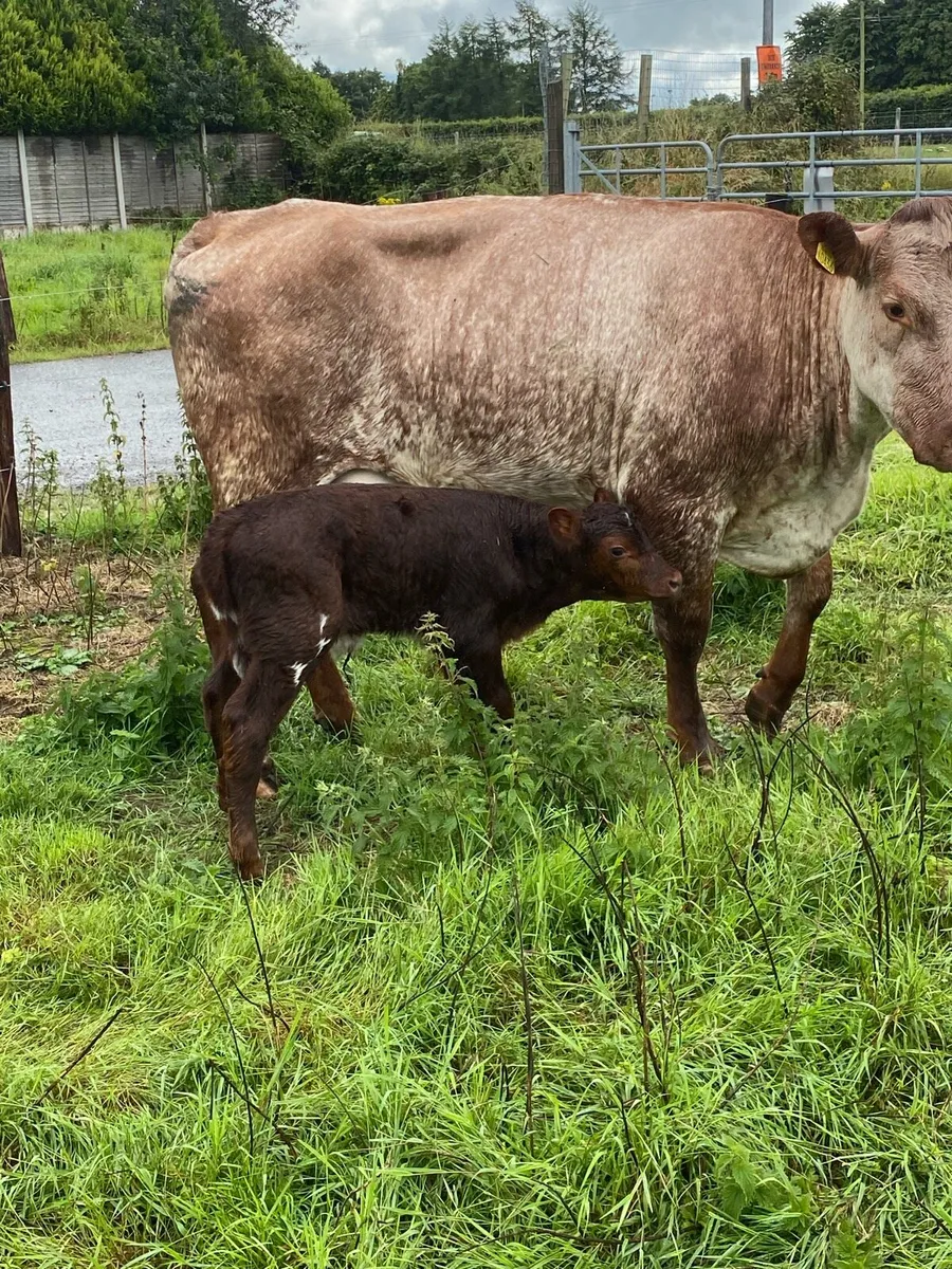 🌟🌟ROAN SECOND CALVER 🌟🌟 - Image 4
